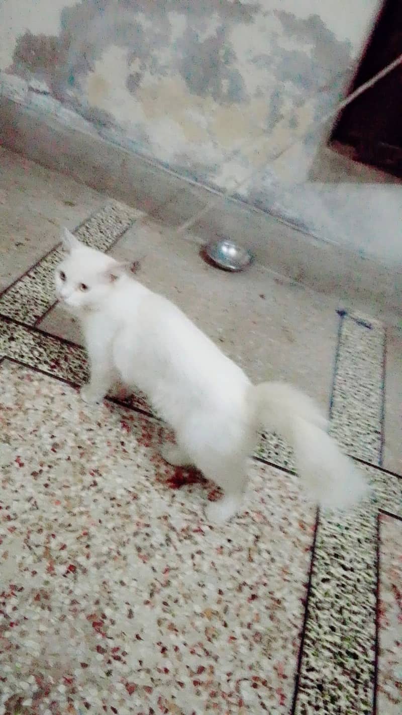 Friendly cat hy 3