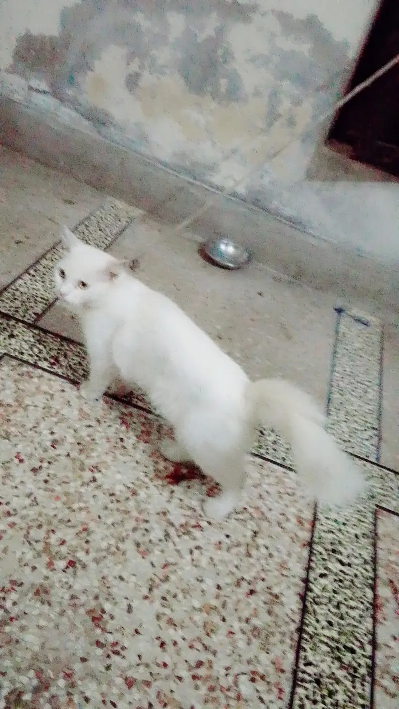 Friendly cat hy — photo 4