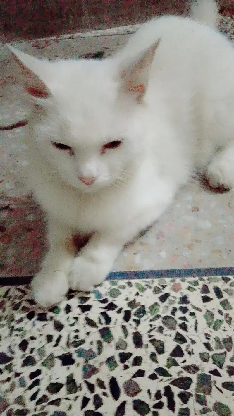 Friendly cat hy — photo 5