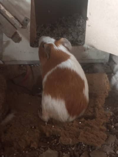 Muscovy ducks urgent sale home breed egg deti hen