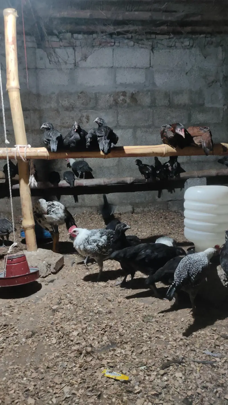 Pure Desi | Aseel | Fertile | Organic Eggs | Anday for sale