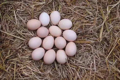 Pure Desi | Aseel | Fertile | Organic Eggs | Anday for sale — photo 3