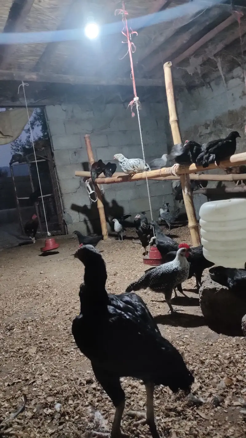 Pure Desi | Aseel | Fertile | Organic Eggs | Anday for sale — photo 5