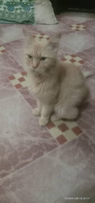 1year old brown female cat for sale 1 Year Old Brown Female Cat fo