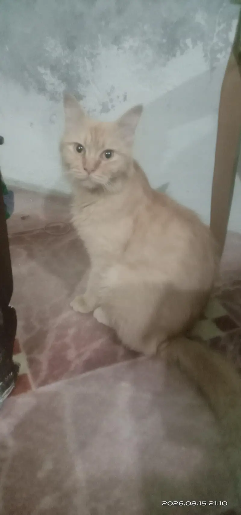 1year old brown female cat for sale 1 Year Old Brown Female Cat fo — photo 2