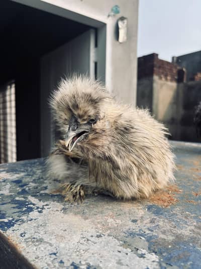 Silver petrige silkie pair /white silkie/silver /golden sebright
