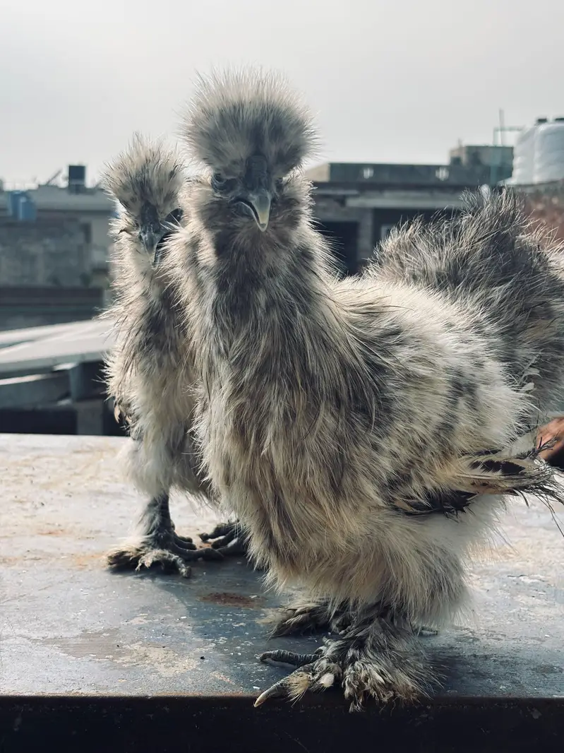 Silver petrige silkie pair /white silkie/silver /golden sebright — photo 2