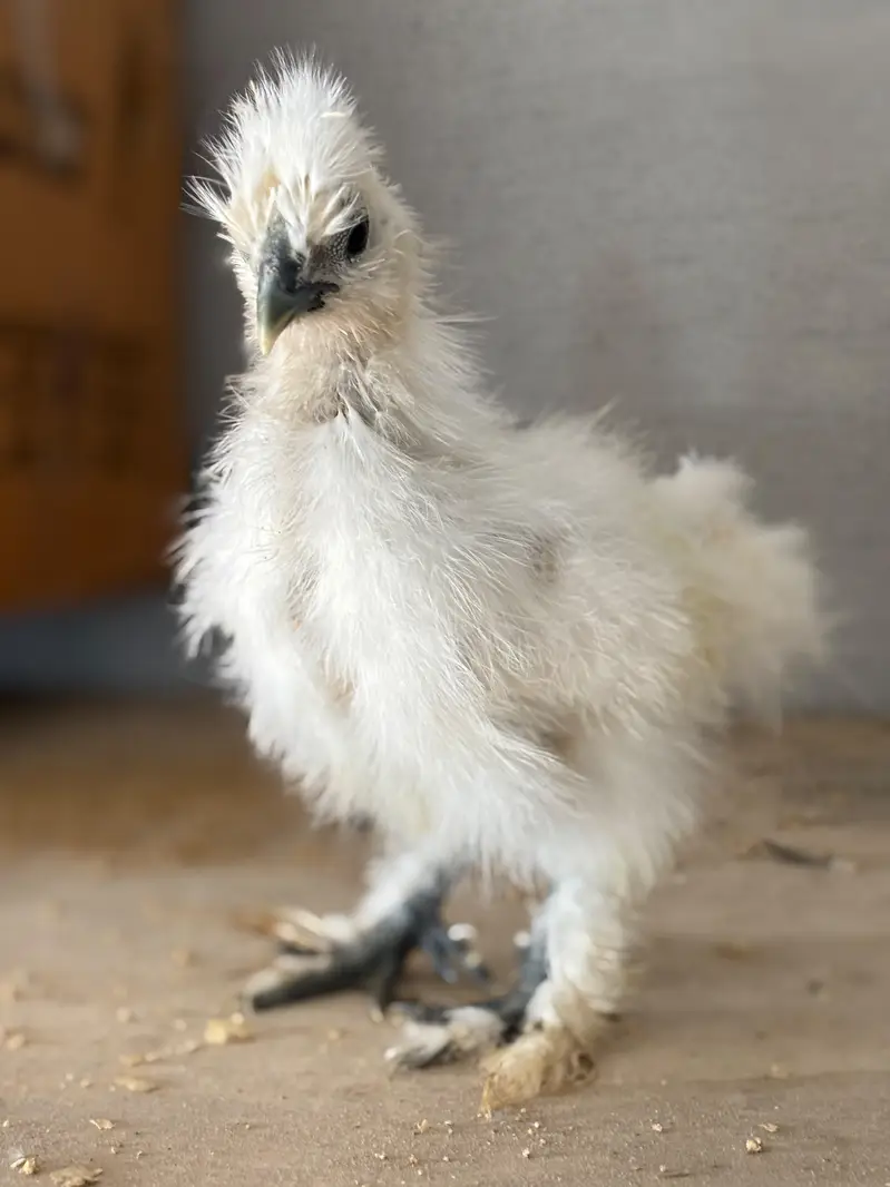 Silver petrige silkie pair /white silkie/silver /golden sebright — photo 3