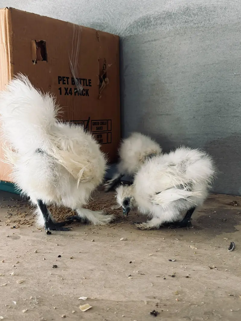 Silver petrige silkie pair /white silkie/silver /golden sebright — photo 4
