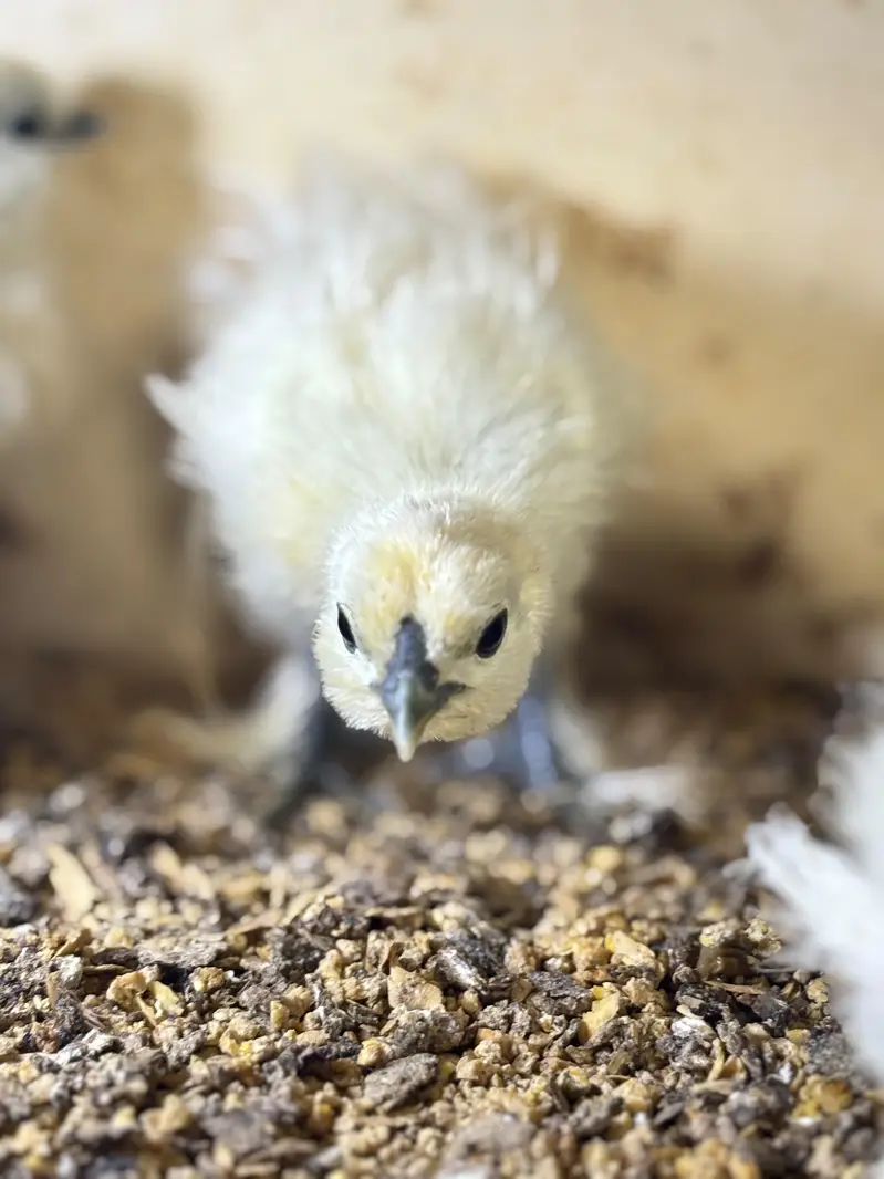 Silver petrige silkie pair /white silkie/silver /golden sebright — photo 5
