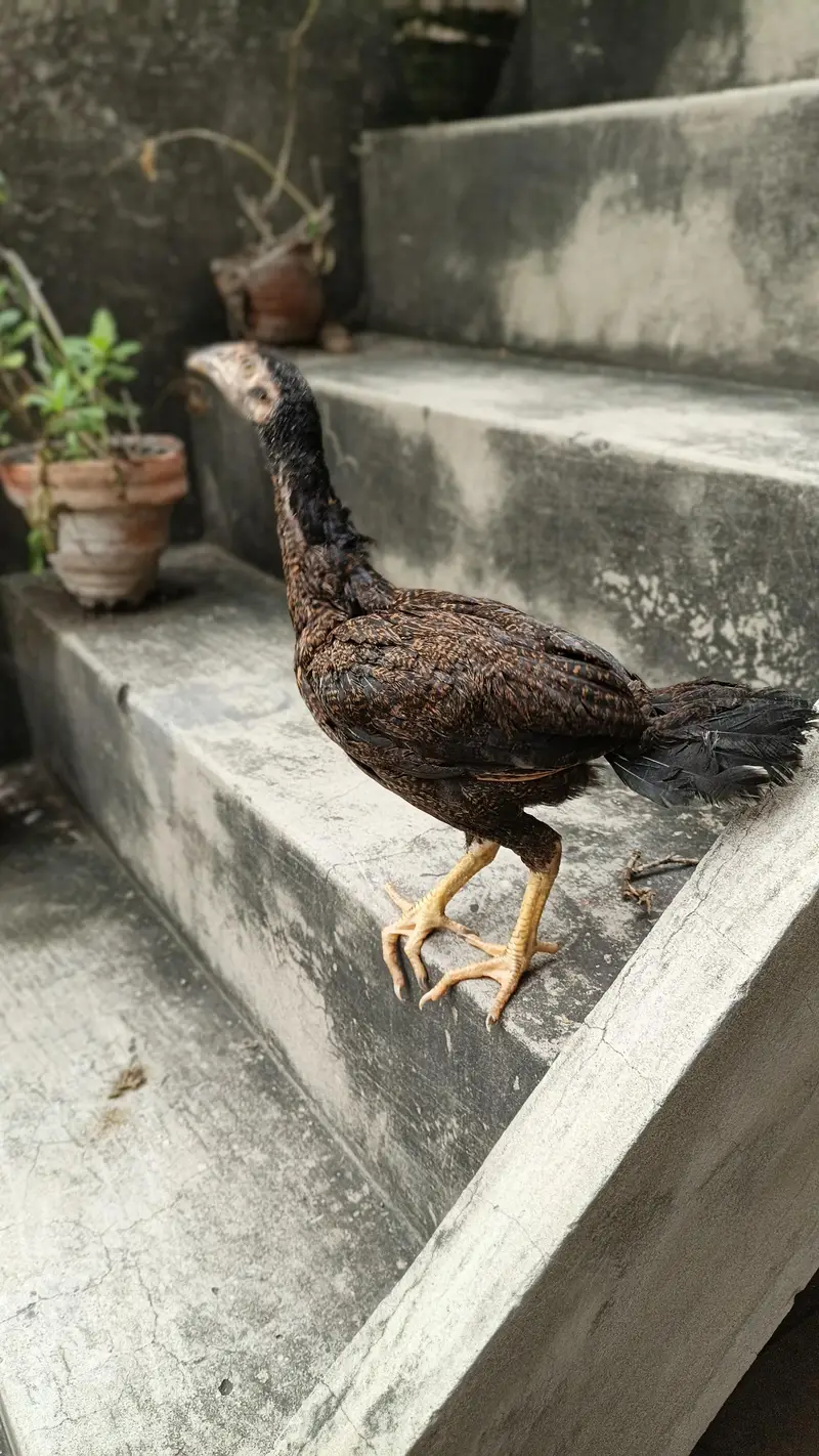 Aseel — photo 2