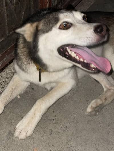 Siberian husky