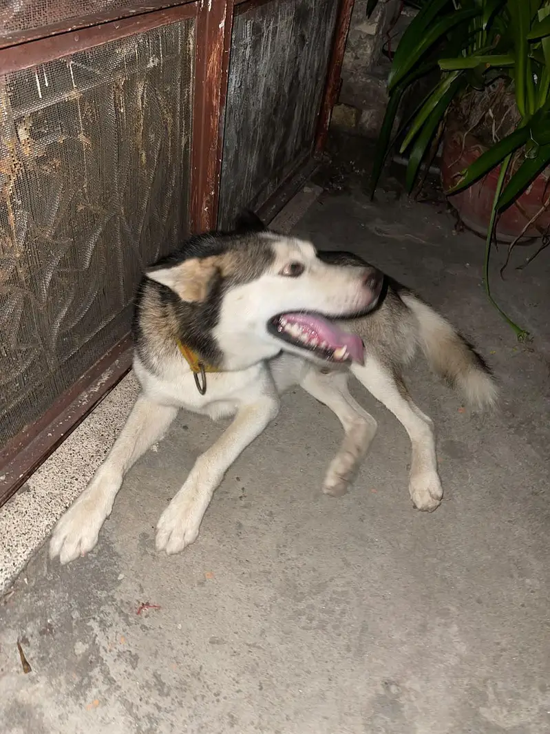 Siberian husky — photo 2