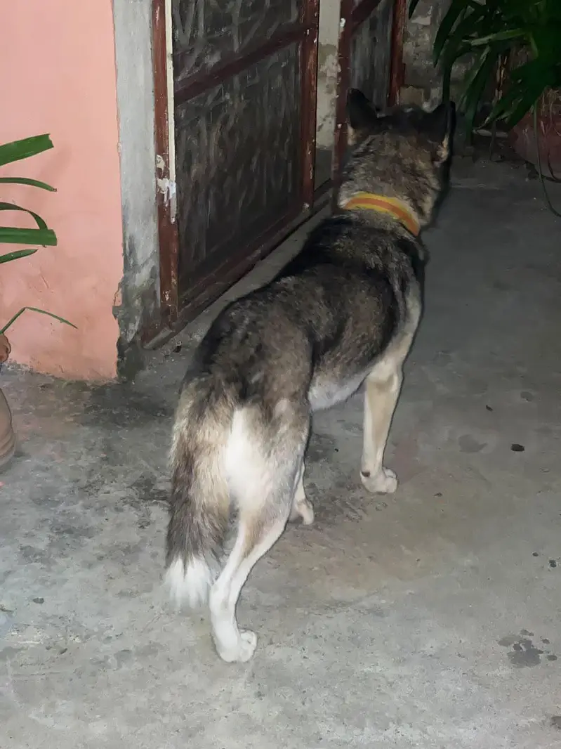 Siberian husky — photo 3