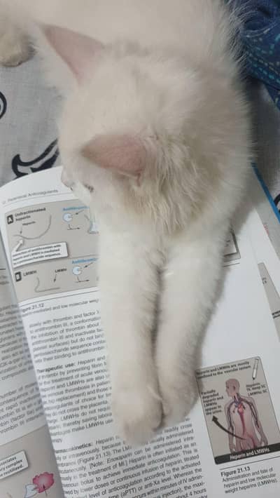  6-Month-Old Female Cat for Sale – Rs. 2,500 