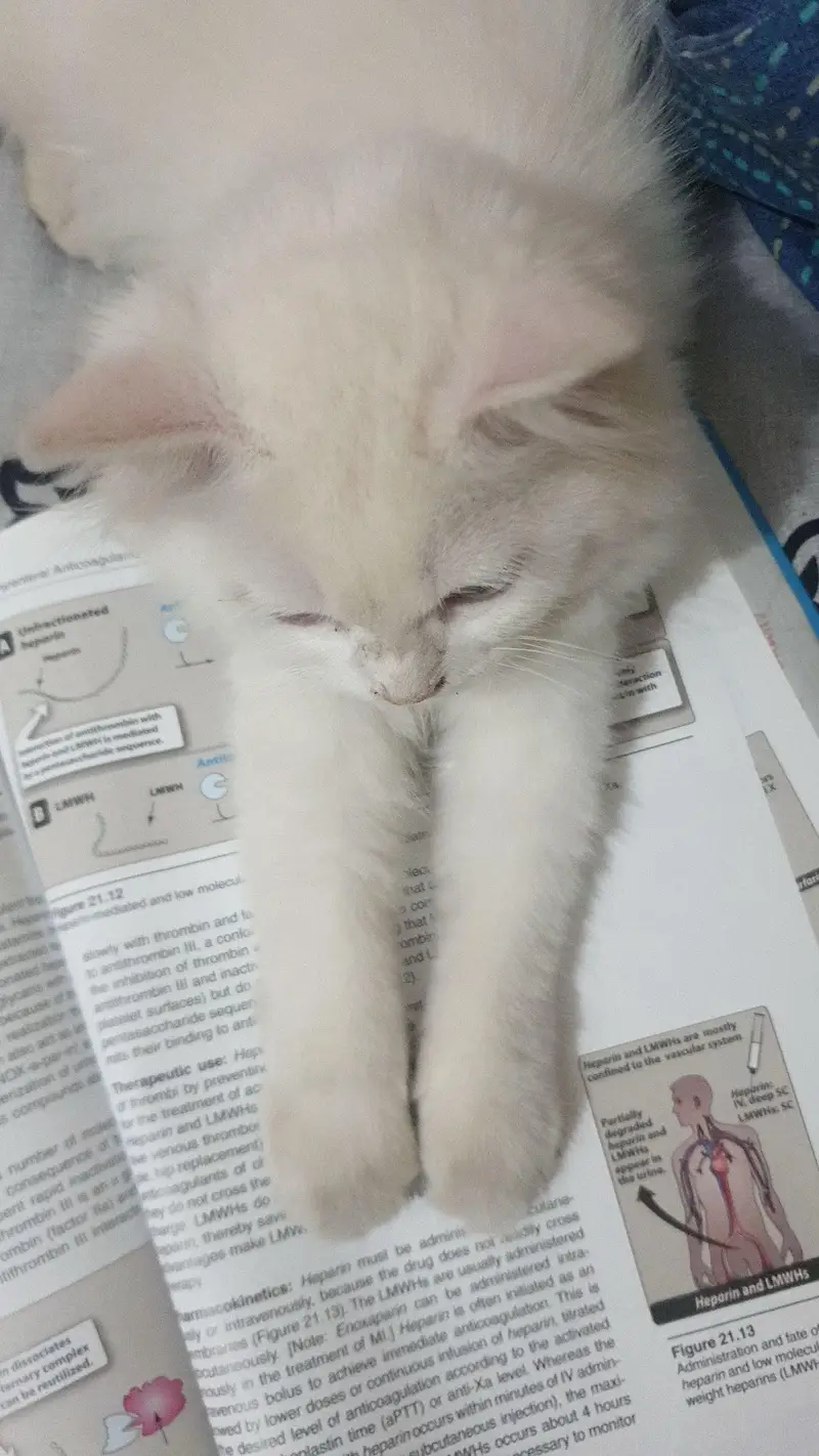  6-Month-Old Female Cat for Sale – Rs. 2,500  — photo 2