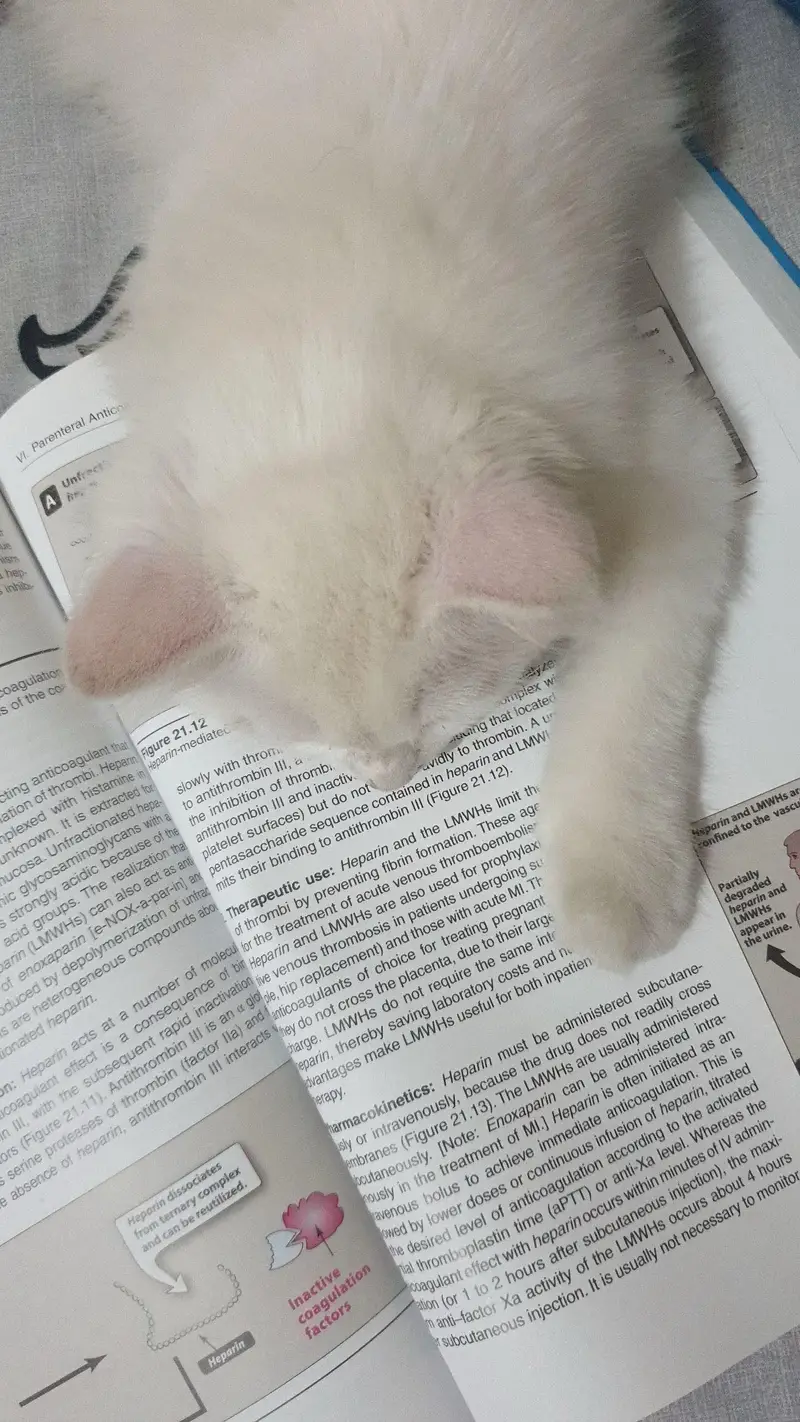 6-Month-Old Female Cat for Sale – Rs. 2,500  — photo 3