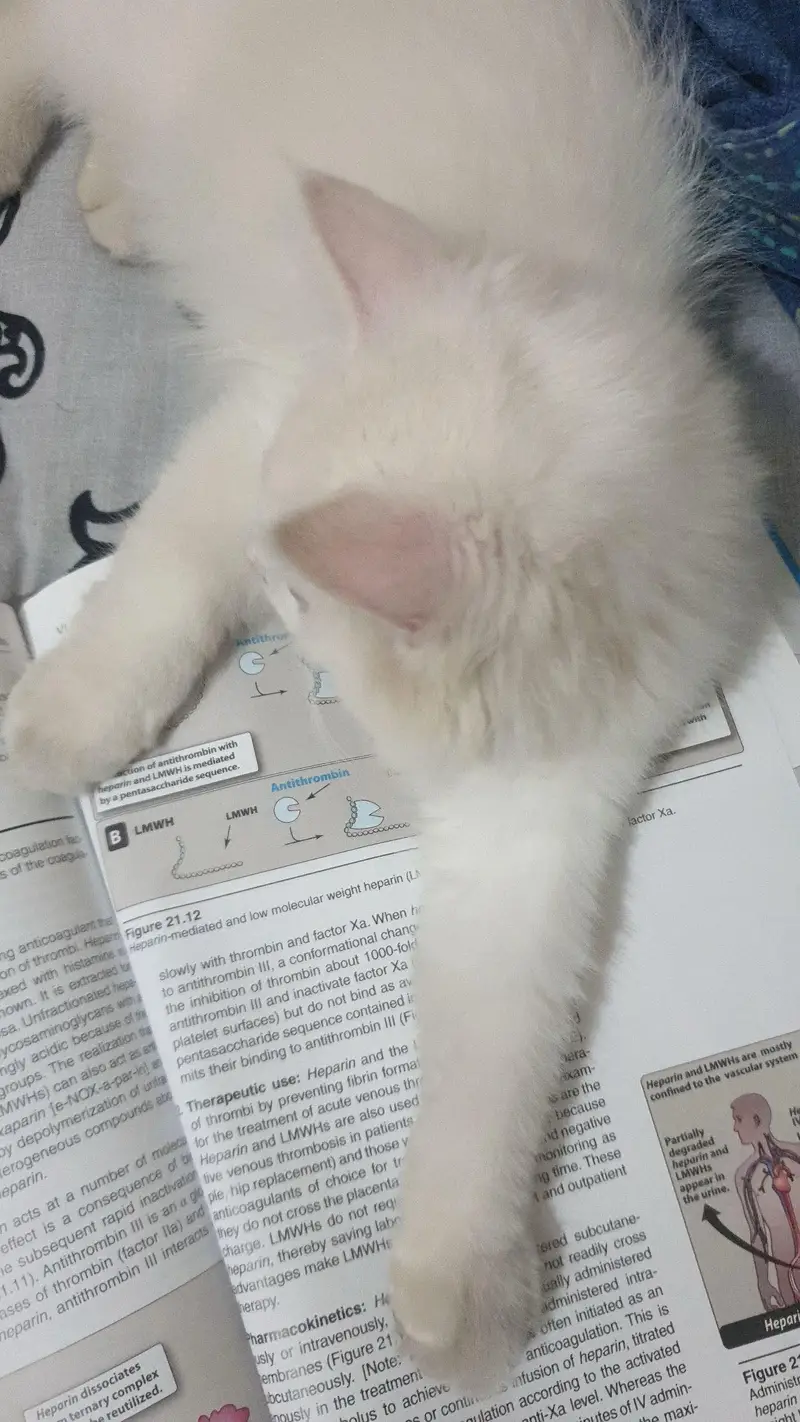  6-Month-Old Female Cat for Sale – Rs. 2,500  — photo 4