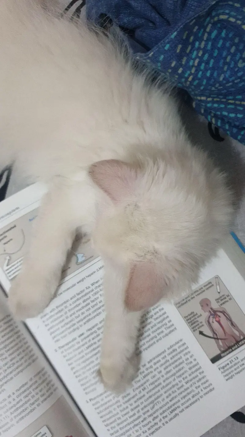  6-Month-Old Female Cat for Sale – Rs. 2,500  — photo 5