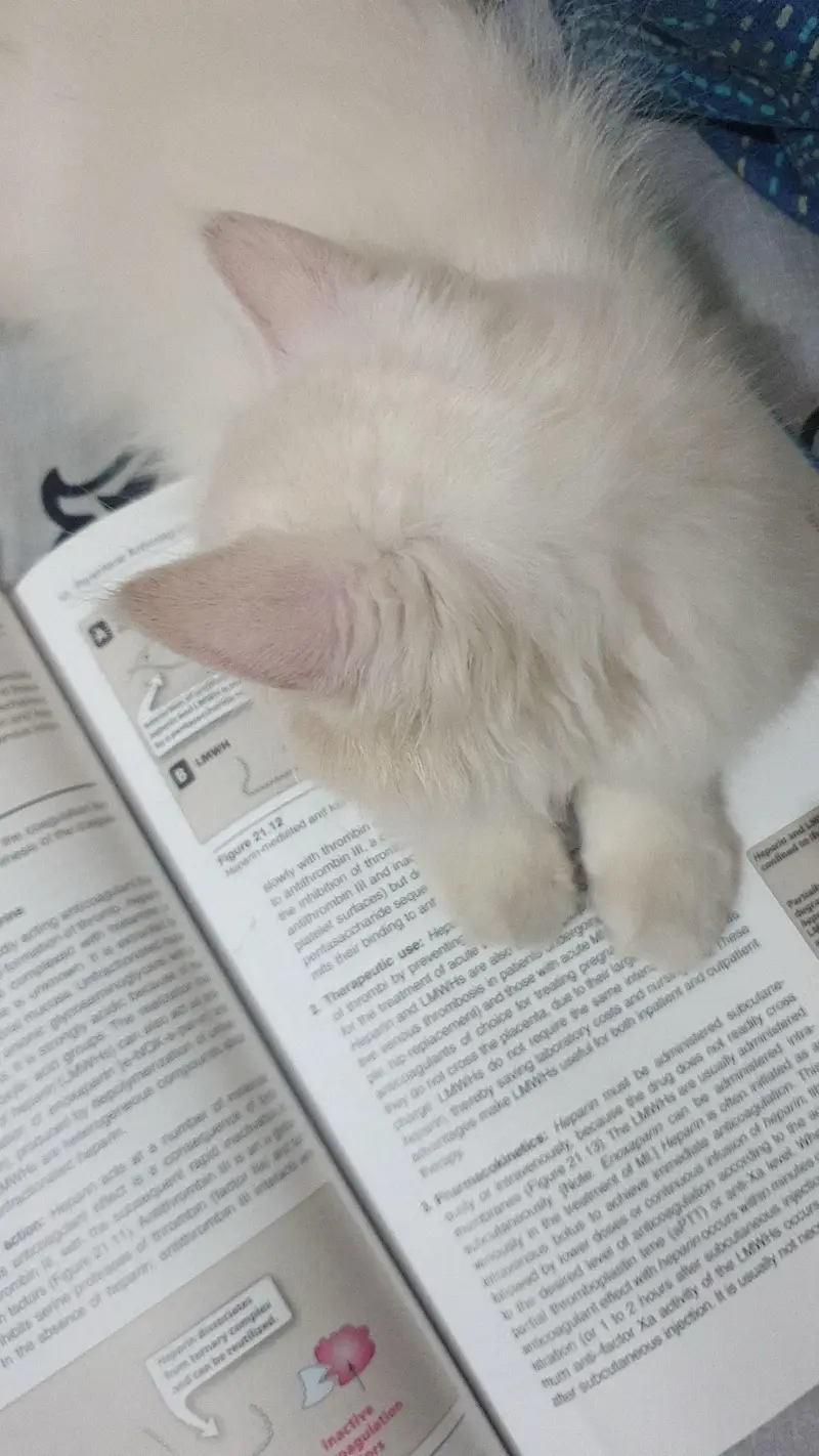  6-Month-Old Female Cat for Sale – Rs. 2,500  — photo 6