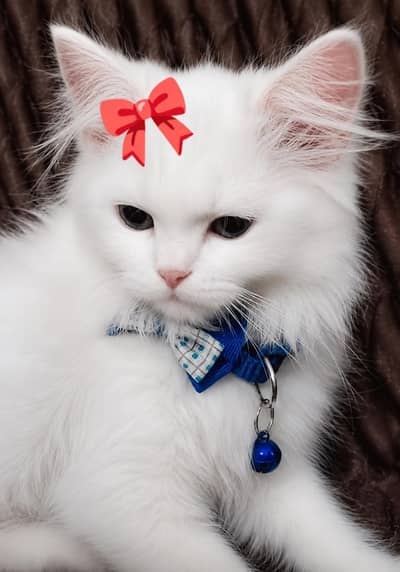 Beautiful Triple Court cat for Sale, Healthy and Active