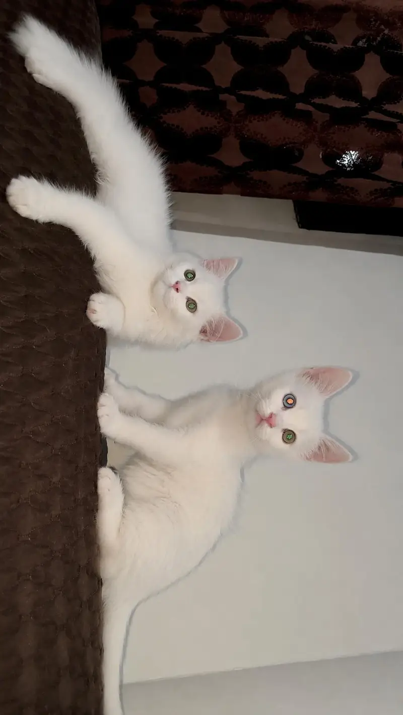 Beautiful Triple Court cat for Sale, Healthy and Active — photo 2