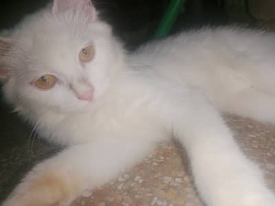 Cat for sell pershian