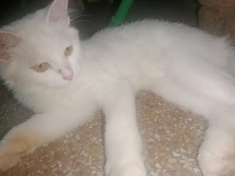 Cat for sell pershian — photo 2