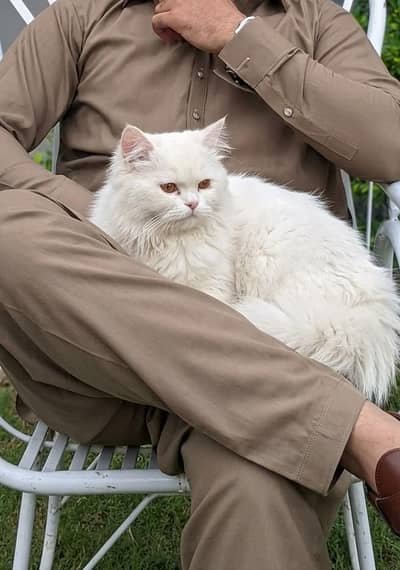 white persian cat
