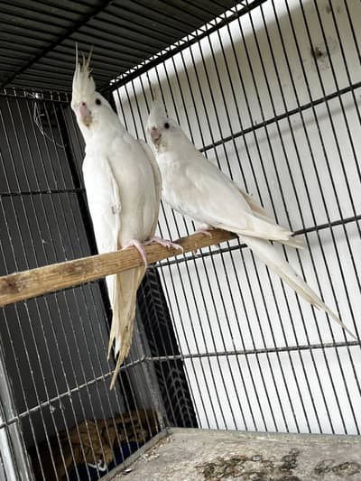 Cockatiels, Java & Finches for sell