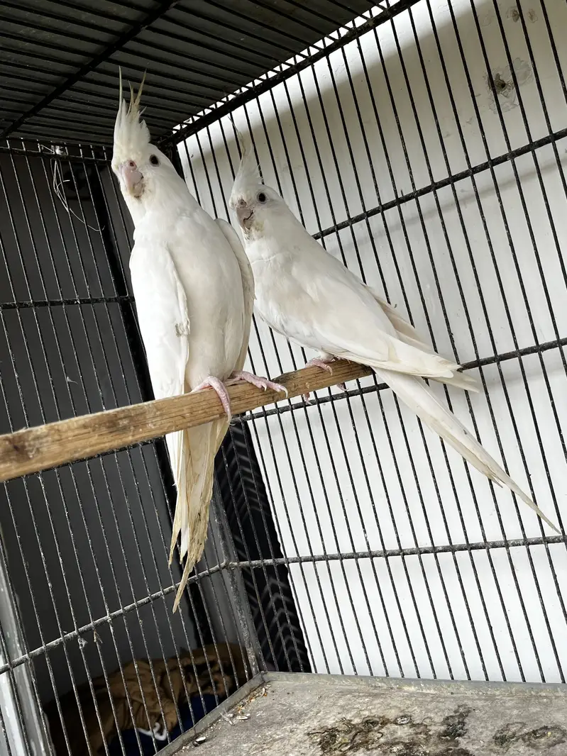 Cockatiels, Java & Finches for sell