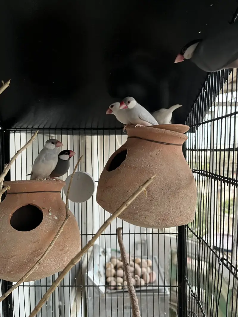 Cockatiels, Java & Finches for sell — photo 2