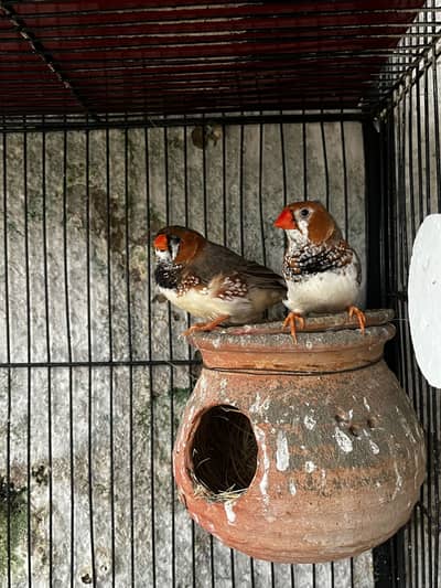 Finches for sell