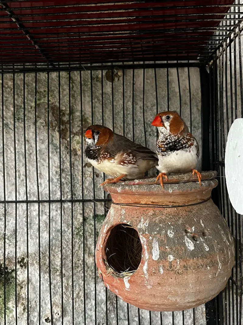 Cockatiels, Java & Finches for sell — photo 3