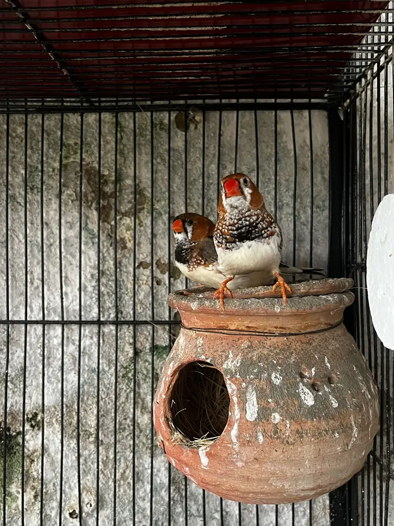 Cockatiels, Java & Finches for sell — photo 4