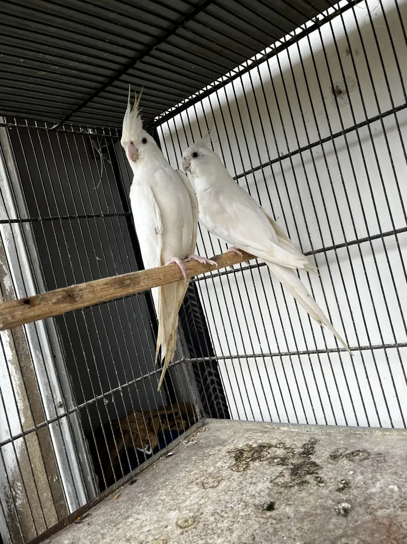 Cockatiels, Java & Finches for sell — photo 5