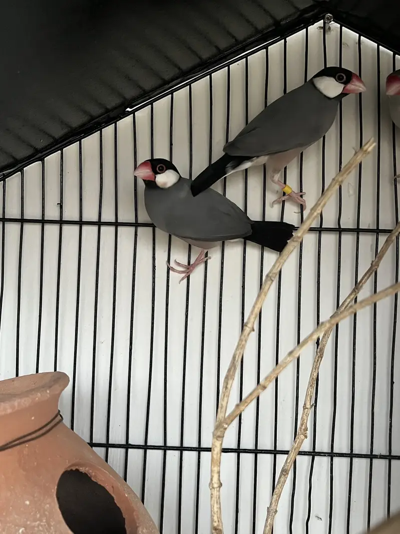Cockatiels, Java & Finches for sell — photo 6