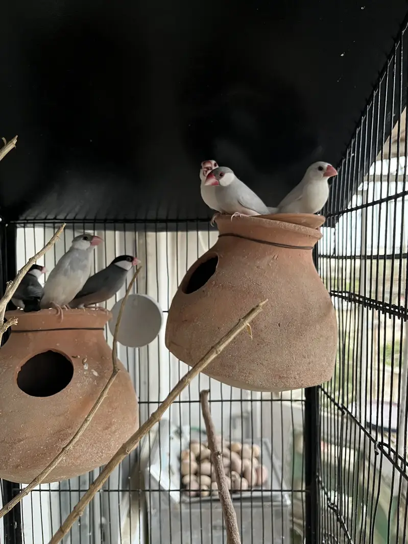 Cockatiels, Java & Finches for sell — photo 7