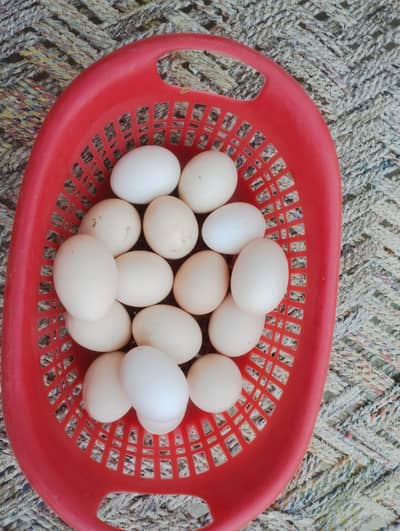 Aseel Heera cross Eggs
