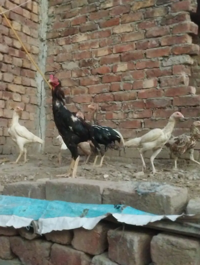 Aseel Heera cross Eggs — photo 2