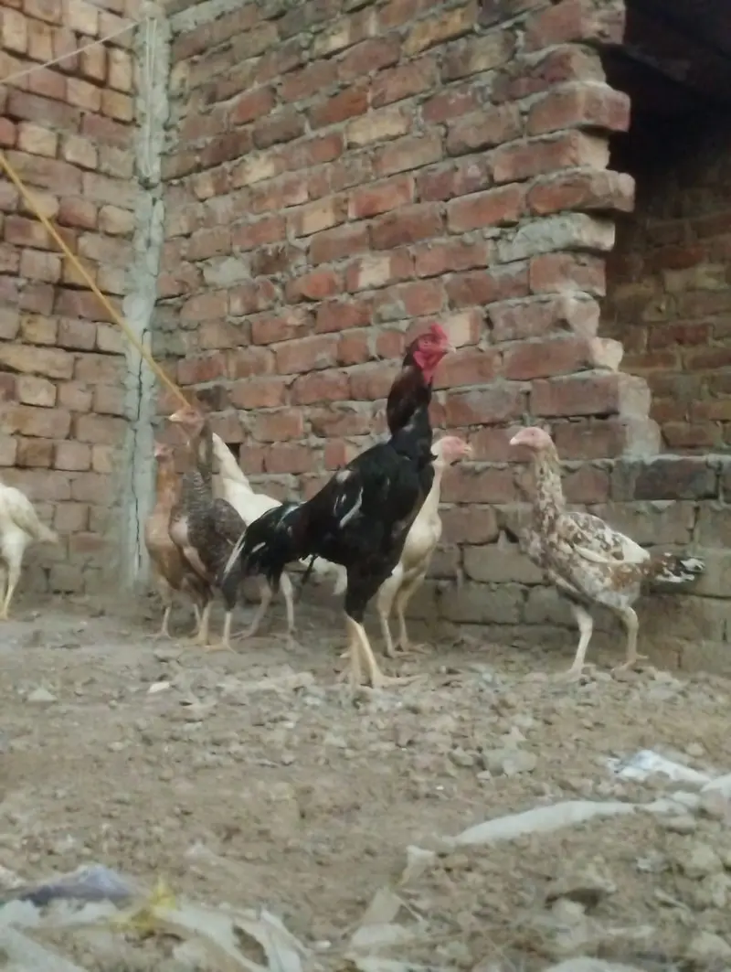 Aseel Heera cross Eggs — photo 3