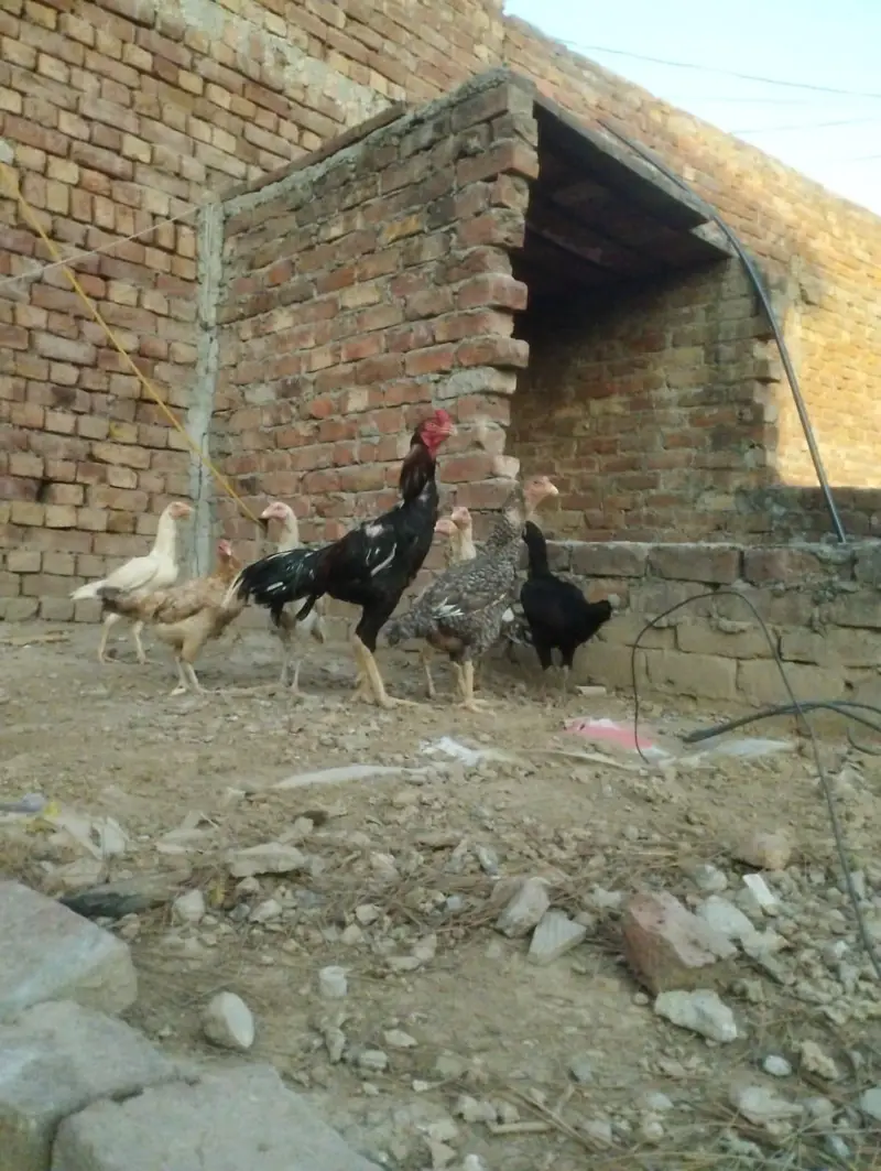 Aseel Heera cross Eggs — photo 4