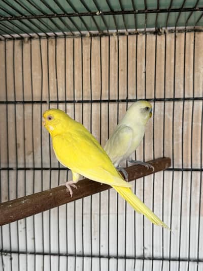 Red eye breeder pair and Cage