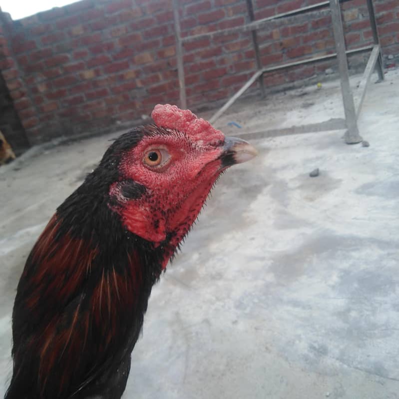 Red clar 3