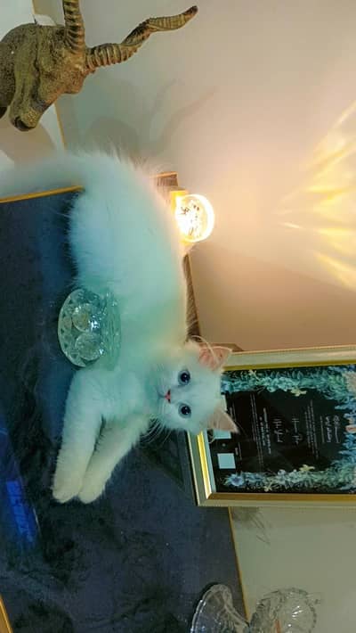 Blue eyes and triple coated kitten