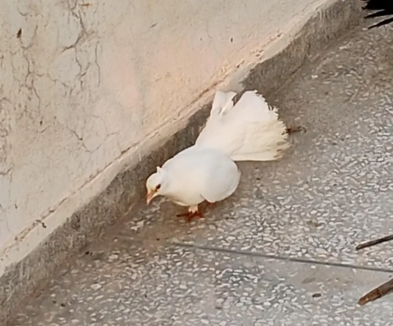 lucky pegion — photo 2