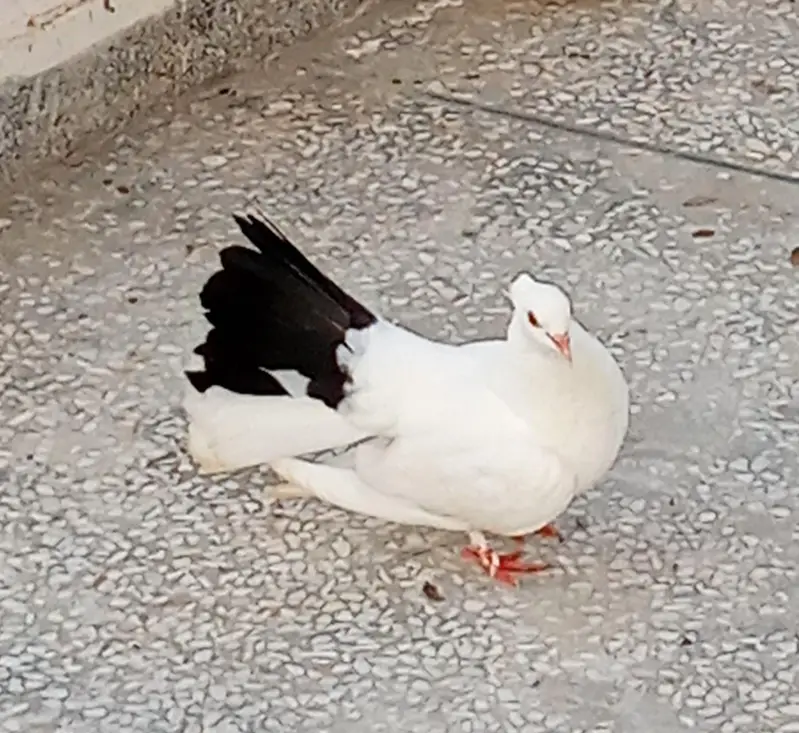 lucky pegion — photo 3