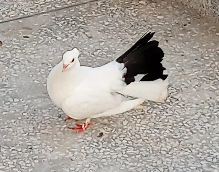 lucky pegion — photo 4