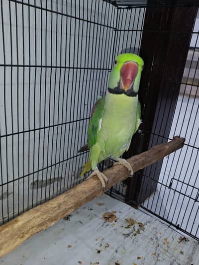 Raw Parrot