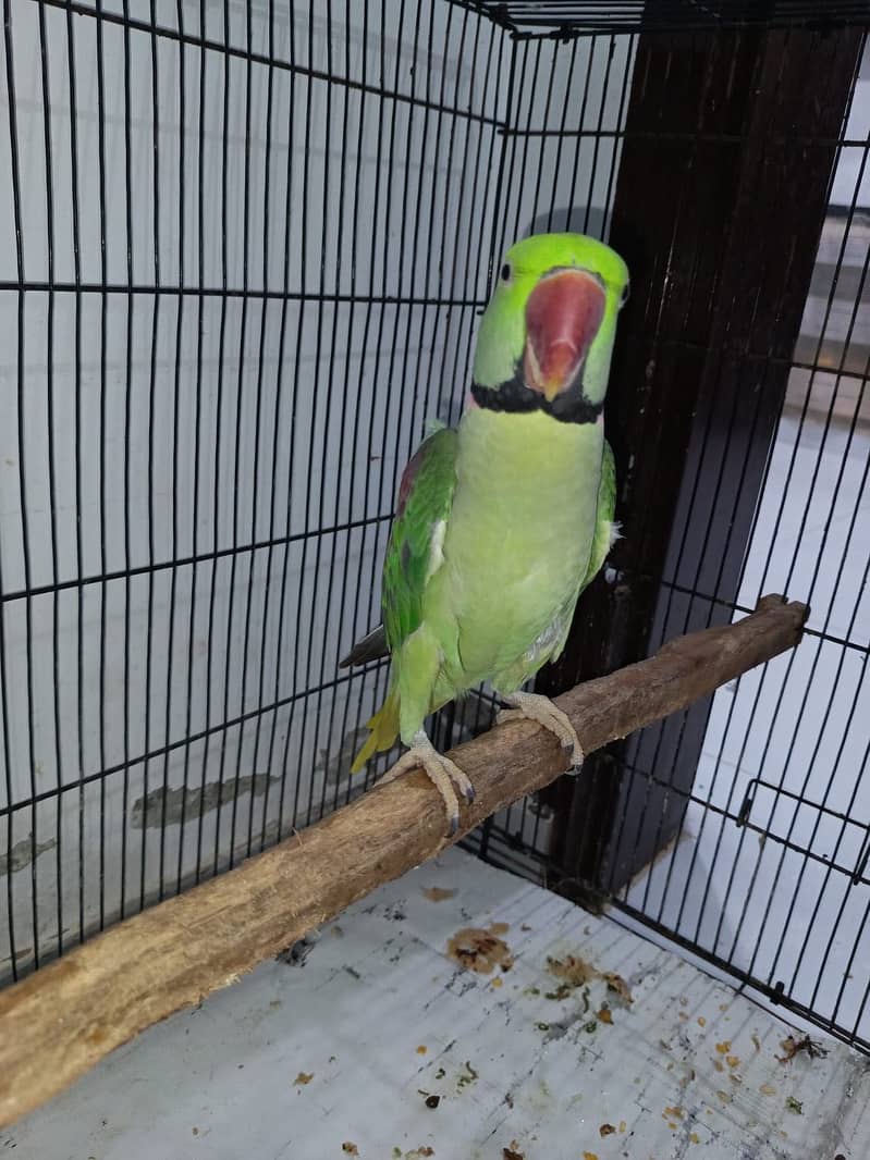 Raw Parrot 0